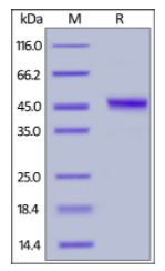 Human DR5, Fc Tag on SDS-PAGE under reducing (R) condition. The gel was stained overnight with Coomassie Blue. The purity of the protein is greater than 95%.